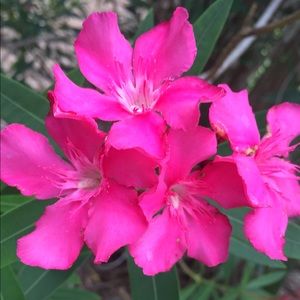 Meet your Posher, Stella